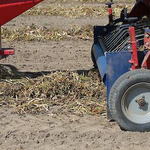 Enkele dagen voor de oogst worden de planten losgeschoffeld en in het zwad gelegd. Afhankelijk van het weer en het product liggen ze twee tot drie dagen in het zwad. Als het gewas nog wat groen is, blijft het een dag langer liggen.