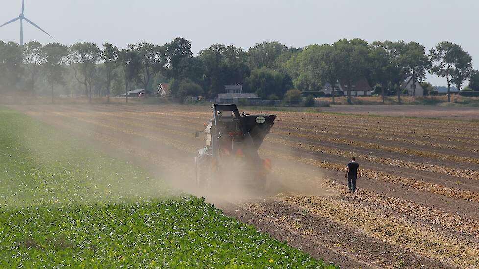 Het areaal bruine bonen is dit jaar kleiner. De prijzen waren vorig najaar lager, terwijl de graanprijs steeg. Dit leidde tot een kleine verschuiving ten gunste van de granen. Kats verwacht dat dat komend jaar wel weer wordt rechtgetrokken. „Er is nu weer