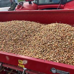 Naast winterplantuien teelt Varekamp ook plantuien en zaaiuien. „Dat maakt het seizoen langer voor de machines.” Welk gewas het hoogste rendement geeft? „De winterplantuien gaven over het geheel de beste opbrengst.” De winterplantuien worden half juni ger