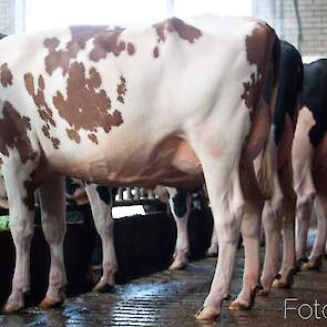 Corrie 679, een Crown dochter, werd gekozen tot kopkoe in de eerste ochtendronde.