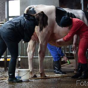 Om ervoor te zorgen dat de dieren zichzelf optimaal presenteren, worden alle deelnemers aan de 'keuring' gewassen.