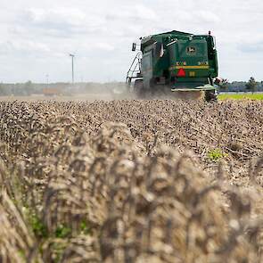 De tarwe ontwikkelde zich redelijk probleemloos, volgens de akkerbouwer is dit waarschijnlijk te danken aan de koele zomer. Dat hij weinig problemen heeft met onkruid in het graan, wijt hij aan het feit dat hij voor de teelt van wintertarwe ploegt op 25 c