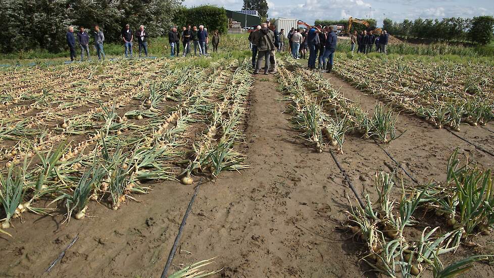 Slangetjes in de uien