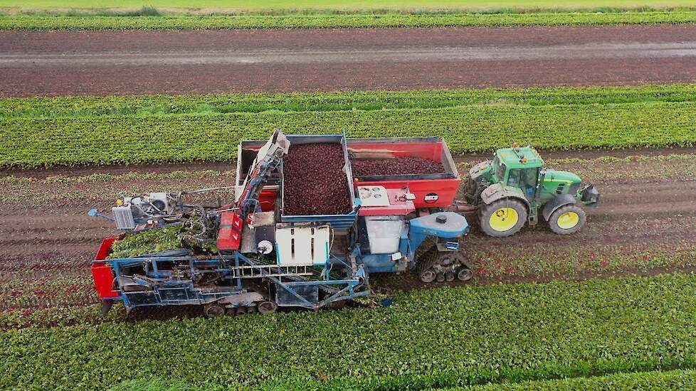 Rode bietenoogst bij Stam-Schaap Agro BV