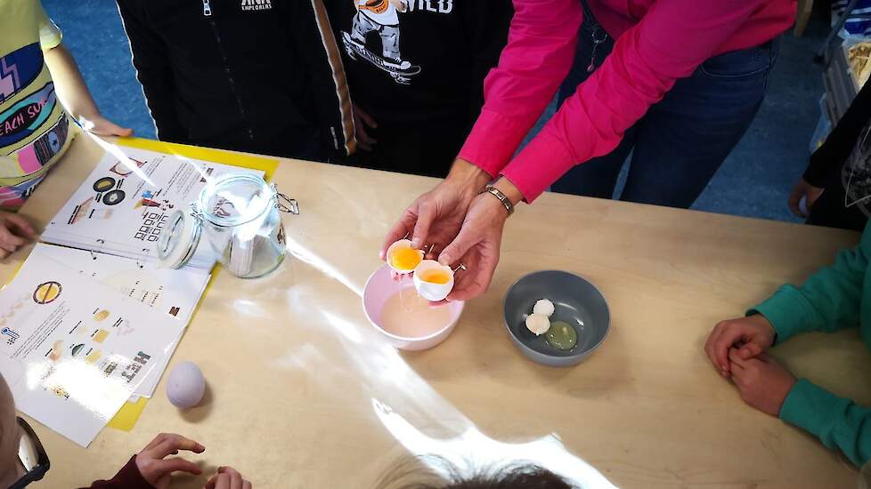 Marjan Bouw liet een dubbeldooier en een heel klein eitje van binnen en buiten zien. Op tafel de leskaarten die de mmmEggies ontwikkeld hebben.  De kinderen kregen een Eggazine van Blij met een Ei mee naar huis.