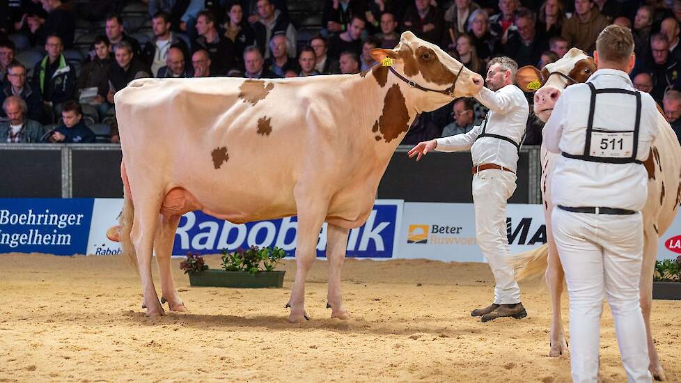 Batouwe Jrd Belladonna van Batouwe Holsteins uit Dodewaard pakte de tweede plaats in deze rubriek. De Jordy-dochter showt graag, is groot en lang, heeft goede voorbenen en een ondiep, sterk uier.