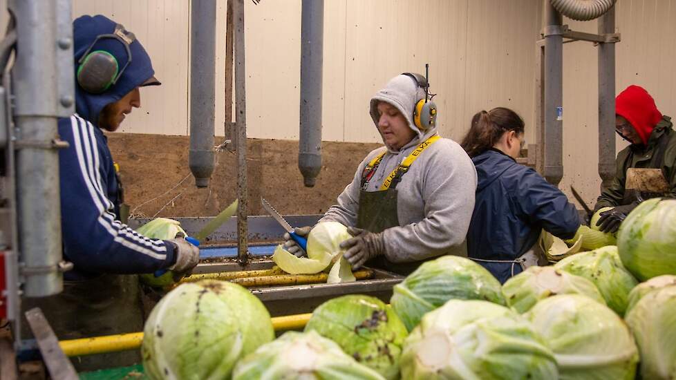 Sluitkool verwerking bij Appelman Vegetables.