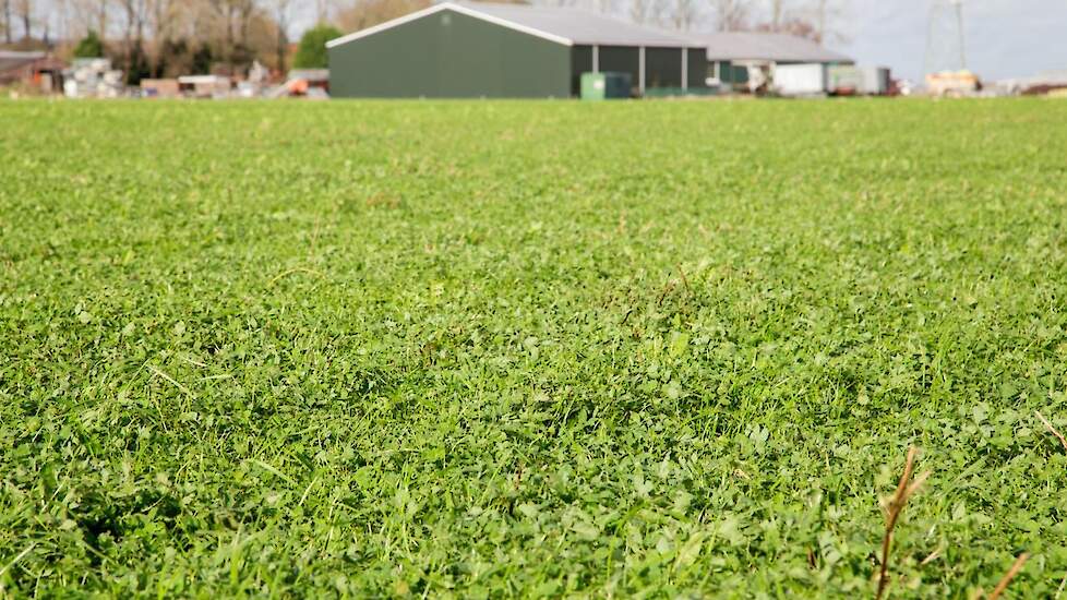 Kruidenrijk grasland staat 2 jaar tussen de intensievere teelten.