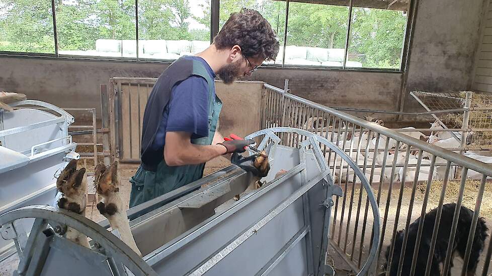 Dit werkt het makkelijkste voor de bekappers. Bekapper Govert: „Het is makkelijk als we snel kunnen werken ook voor de dieren. Want dan zijn ze sneller weer klaar.”