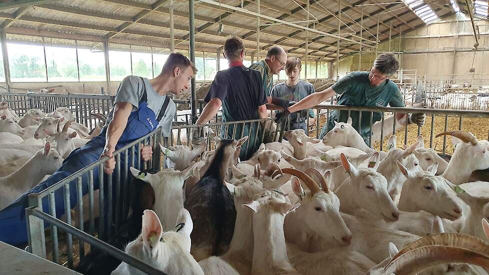 Alle geiten verzamelen zodat er voldoende aanvoer is van geiten voor de bekappers.