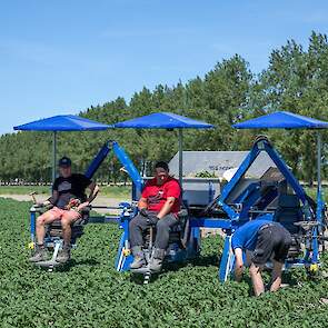 De drie mannen rijden hier op een VSS Agro selectiekar. Het is het tweede seizoen dat de Noord-Hollandse akkerbouwer met deze machine werkt. En tot nu toe bevalt deze goed. „Deze kar is eigenlijk extra. We hebben al twee selectiekarren van Krakei, eentje