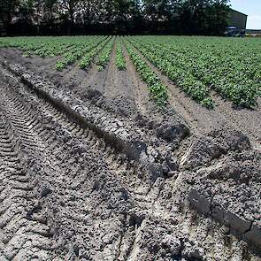 Het heeft ook in de Wieringermeer veel geregend in de afgelopen maanden. Doordat het nu al ruim een week droog is, is de bovenlaag van de grond keihard geworden. „Daaronder is het nog nat zat.”