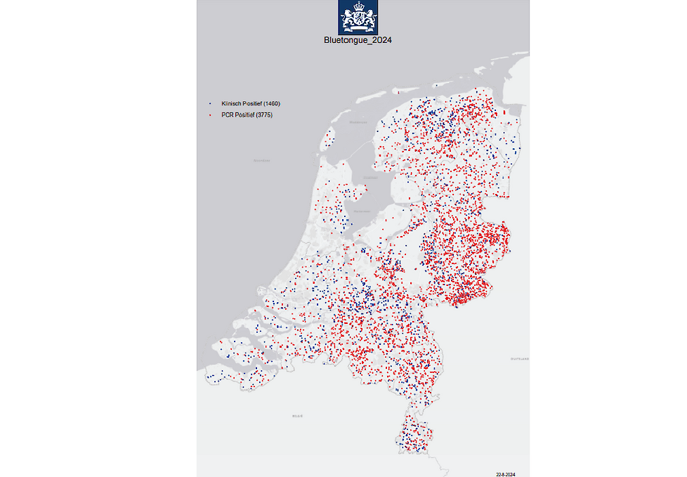 Aantal blauwtongbesmettingen in Nederland.