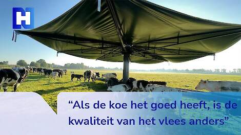 Boer Cees houdt zijn koeien koel met een giga-parasol