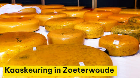 Kaaskeuring Zoeterwoude