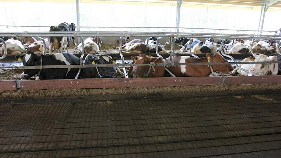 In de boxen wordt bio-bedding gebruikt. Het opbouwen van dit bed duurt vrij lang, ervaart de familie. „Je hebt niet zomaar een hoop gescheiden mest bij elkaar. Bovendien zitten we nu met de voorjaarsbemesting, waardoor de put weer leeg is. We hebben bijge