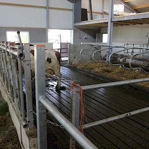 Voorin de stal, naast het tanklokaal, bevindt zich de separatie- en behandelruimte. Vanuit de melkput wordt de aandachtkoeien automatisch hierheen gestuurd. Omdat het selectiehek momenteel bij de verzinkerij staat, is de ruimte nu volledig afgesloten met