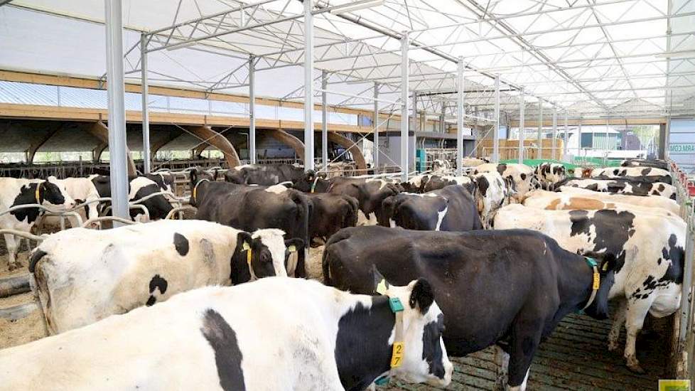 De nieuwe 2+0 serrestal biedt ruimte aan 100 stuks melkvee. De huisvesting staat in open verbinding met de oude 2+1 ligboxenstal, waar nu het jongvee staat. Bogaard: 'We hebben een luifel aan de nieuwe stal gemaakt, zodat deze nu de oude stal overlapt.'