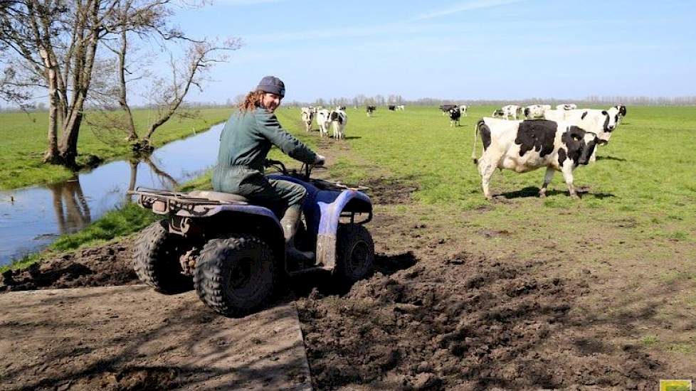 Pieter haalt de koeien met een quad uit het weiland. De melkveehouder wil de koeien 2 keer 2 uur per dag weiden en dat systeem naar de herfst toe zo lang mogelijk volhouden.